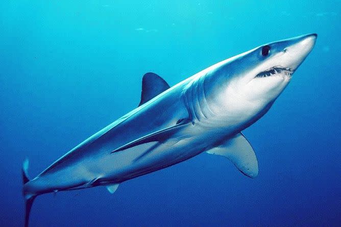 It's Silly Season, but There Is a Real Shark Threat to Fear