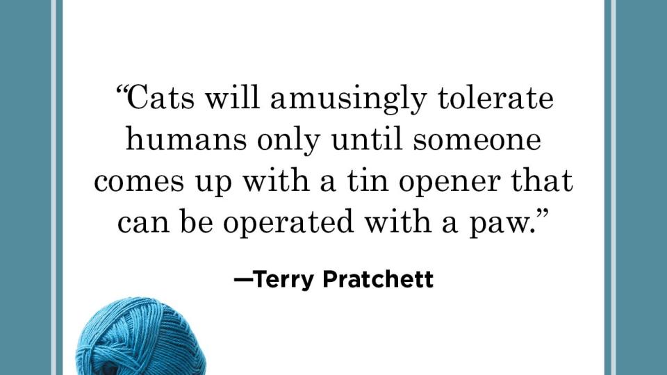 funny cat quote by terry pratchett