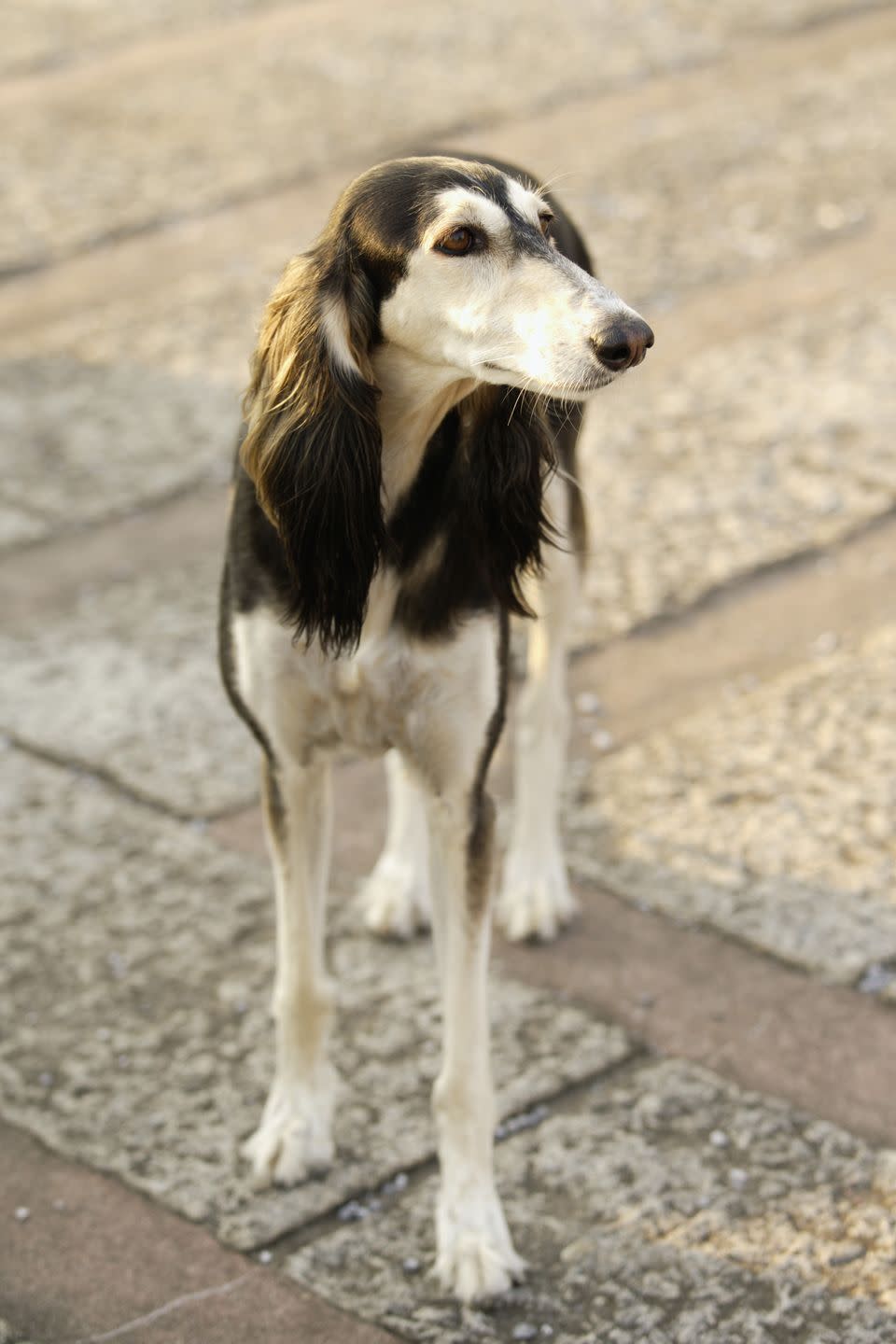 14) Saluki