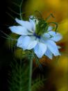 <p>Also referred to as Love-in-a-Mist, these determined plants grow steadily in cool spring weather and start blooming in early summer.</p><p><a rel="nofollow noopener" href="https://www.thompson-morgan.com/p/nigella-blue-starry-skies/tm61820TM" target="_blank" data-ylk="slk:BUY NOW;elm:context_link;itc:0;sec:content-canvas" class="link ">BUY NOW</a></p>