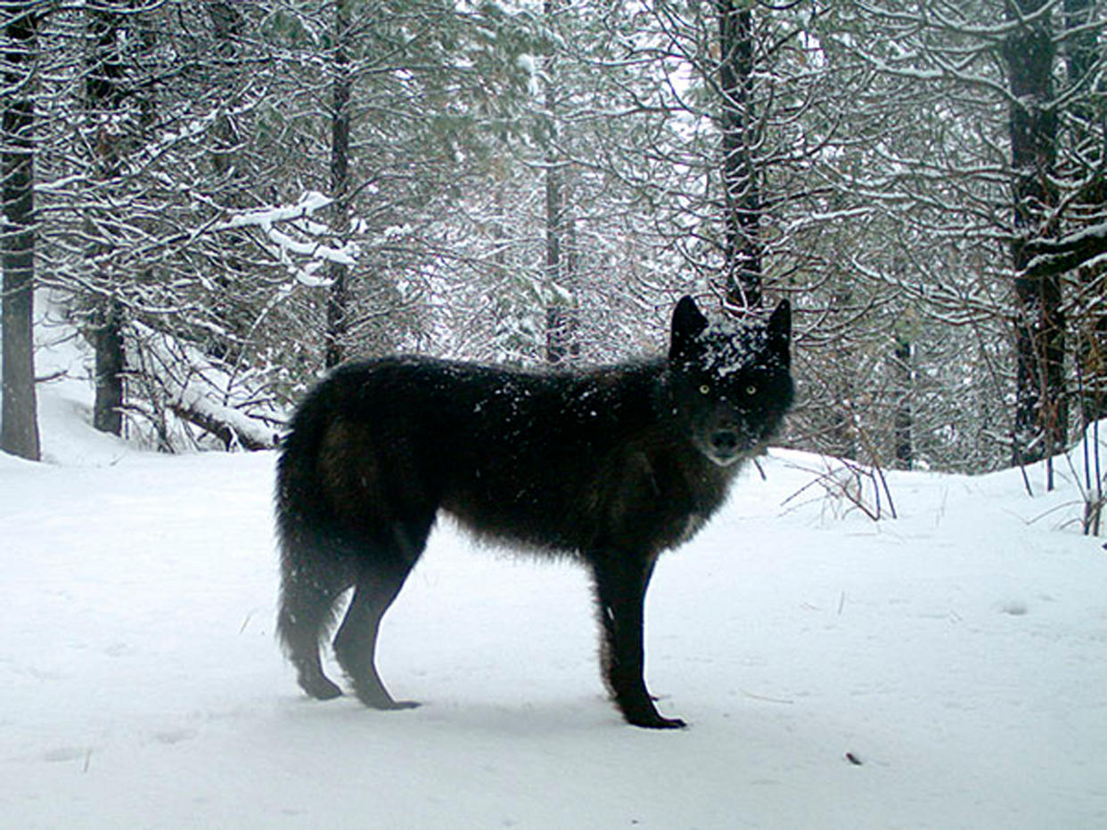 FILE - This Feb., 2017, file photo provided by the Oregon Department of Fish and Wildlife shows a gray wolf in Oregon's northern Wallowa County. Officials in Oregon are asking for help locating the person or persons responsible for poisoning an entire wolf pack in the eastern part of the state earlier this year. The Oregon State Police said Thursday, Dec. 2, 2021, it has been investigating the killing of all five members of the Catherine Pack in Union County, plus three other wolves from other packs. (Oregon Department of Fish and Wildlife via AP, File)