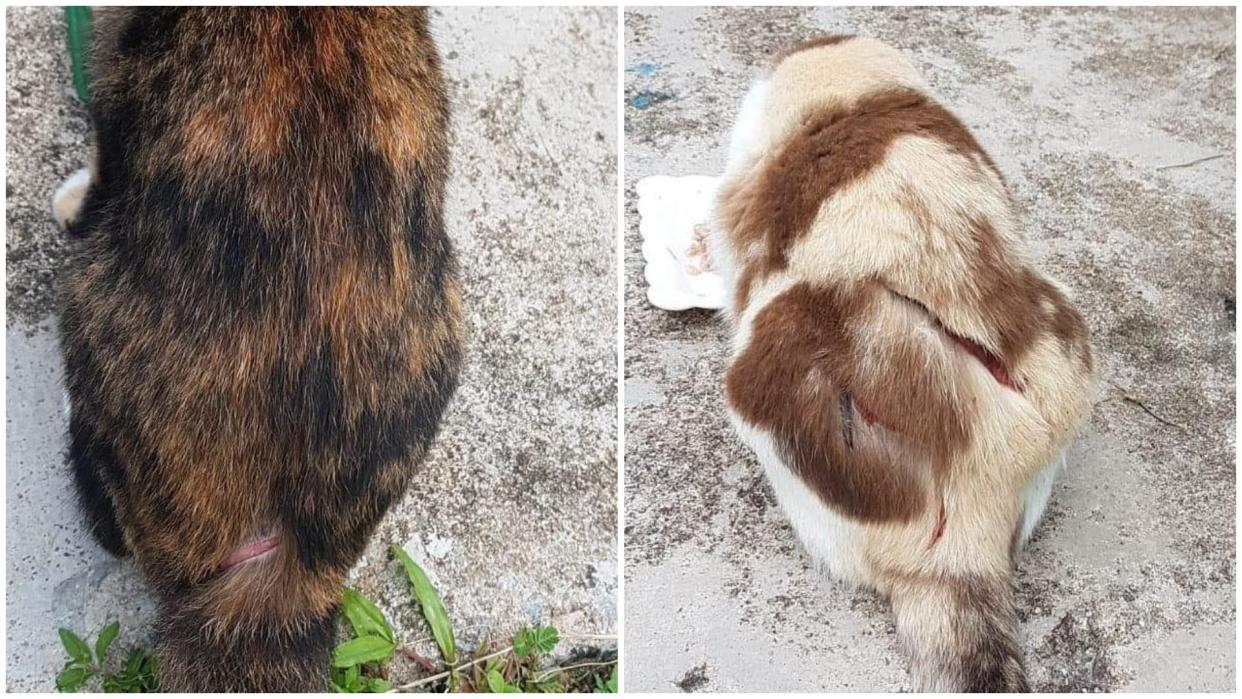 Reports of cats being slashed in the vicinity of several Ang Mo Kio housing blocks emerged in May, with the SPCA appealing for information and asking the community to watch out for the cats in the area. (PHOTO: Facebook/Louis Ng)