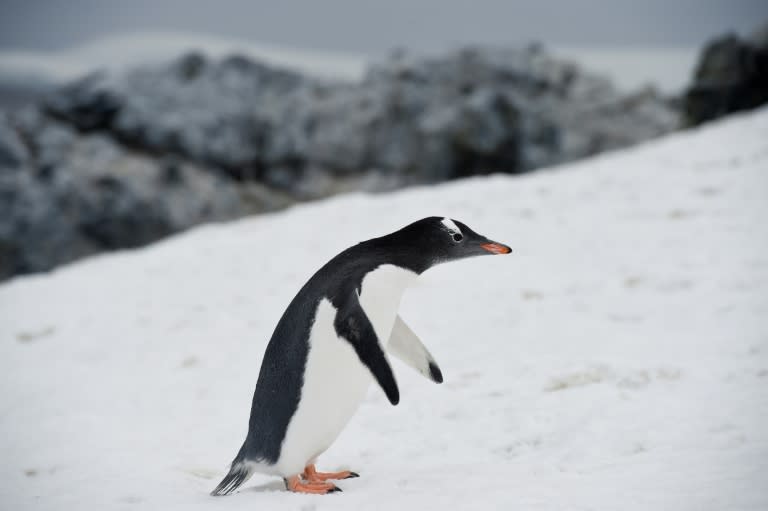 A Gentoo penguin waddling around Orne Harbour in the western Antarctic peninsula, one of a number of species that makes its home on the frozen continent