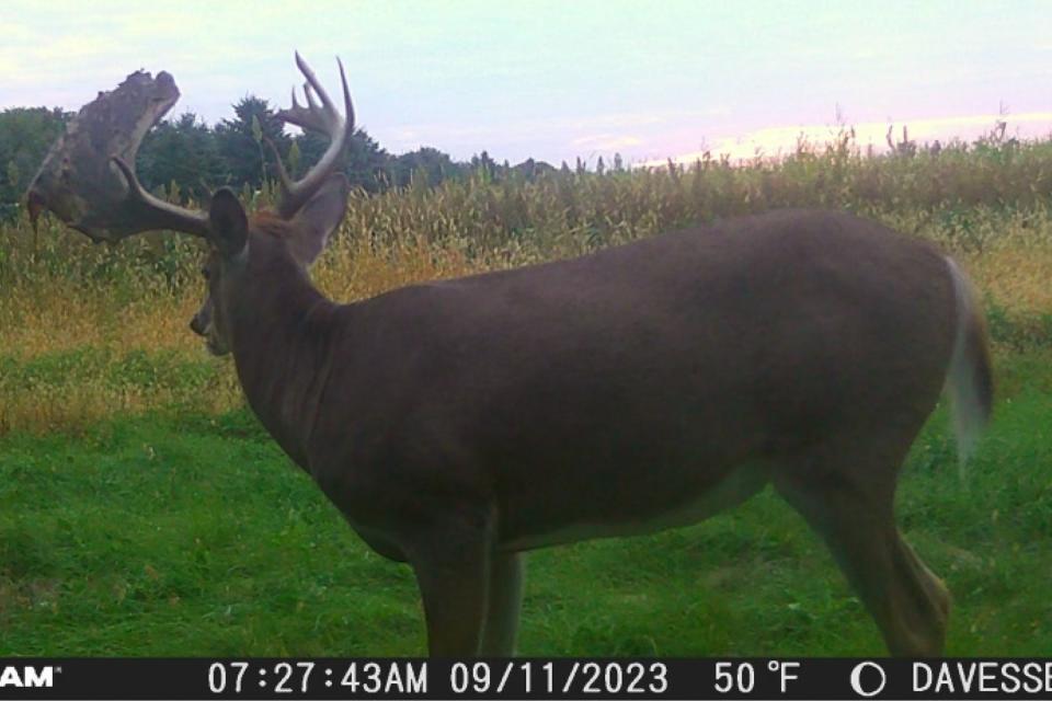 The deer's unusual antler growth is on full display in this photo from last September.