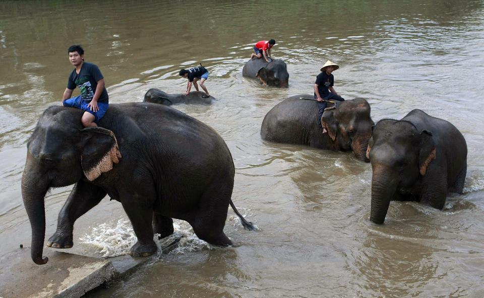 In this photo taken Dec. 3, 2012, mahouts or elephant keepers take their elephants for a morning bath in the Ruak river near an elephant camp in Chiang Rai province, northern Thailand. A Canadian entrepreneur with a background in civet coffee has teamed up with a herd of 20 elephants, gourmet roasters and one of the country's top hotels to produce the Black Ivory, a new blend from the hills of northern Thailand and the excrement of elephants which ranks among the world's most expensive cups of coffee. (AP Photo/Apichart Weerawong)