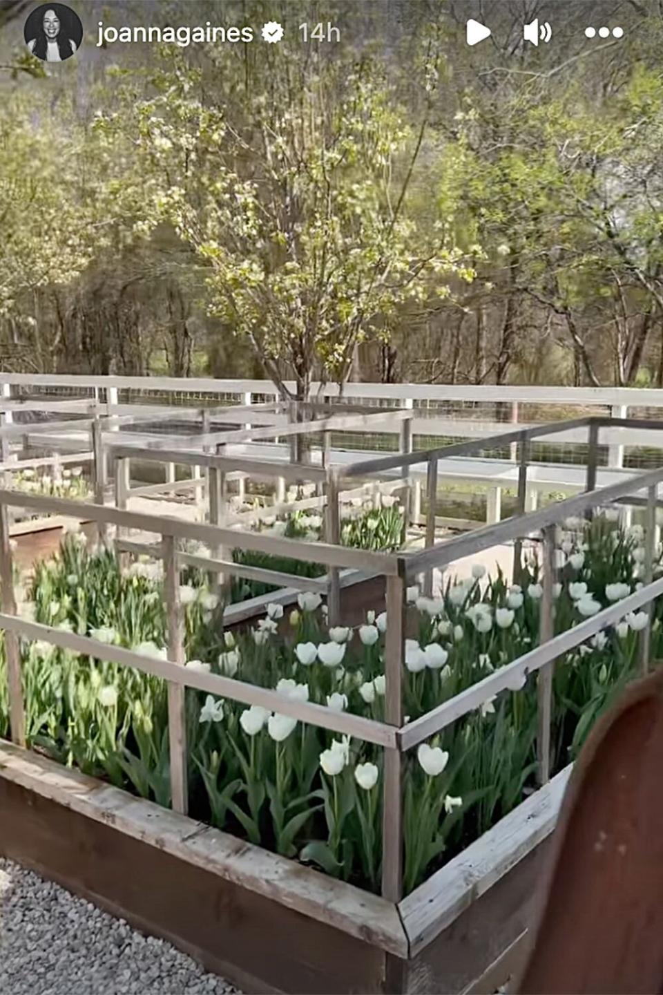 Joanna Gaines Gives a Tour of Her Lush Garden: ‘Everything Had Bloomed’
