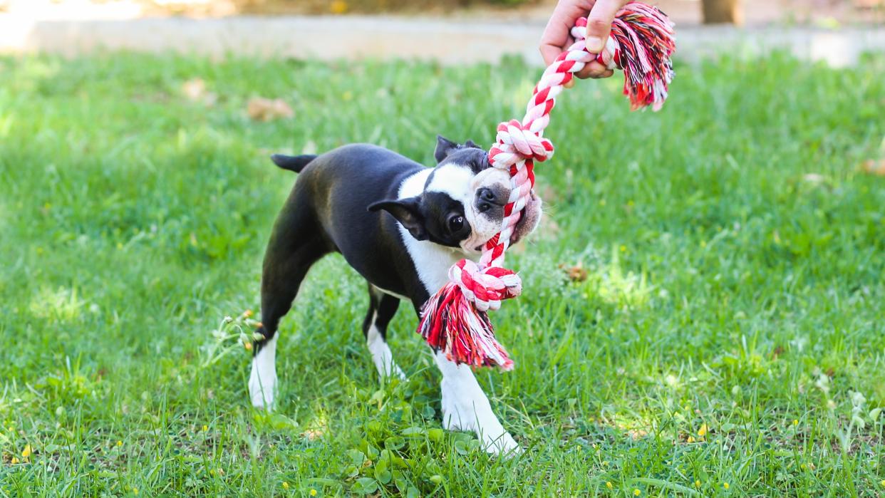  Boston Terrier playing tug of war. 