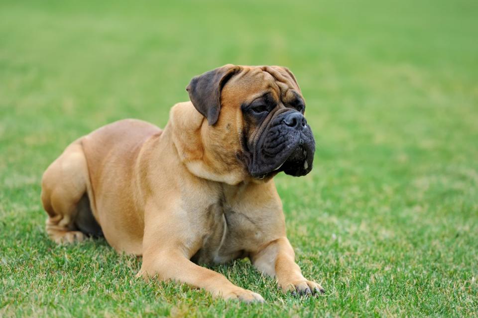 english mastiff dog