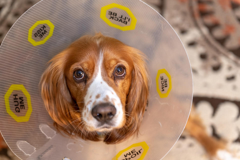 A dog wearing a cone.