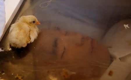 A chick that symbolizes swift "Justice", lies on top of a glass coffin of Eric Sison, in Pasay city, Metro Manila, in the Philippines, August 29, 2016. REUTERS/Erik De Castro/File Photo