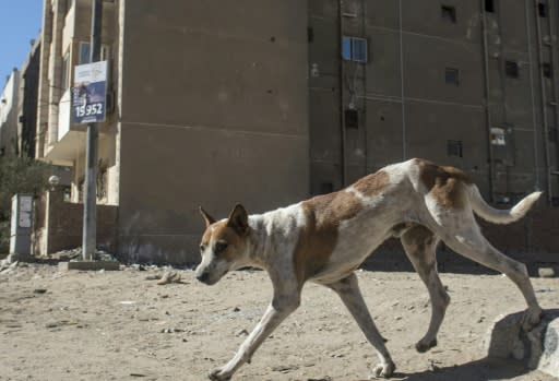 Packs of stray dogs are increasingly adding to Cairo's urban woes