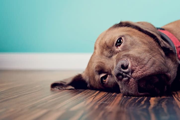 Tu mascota podría estar estresada. - Foto: Purple Turtle Photography / Getty Images