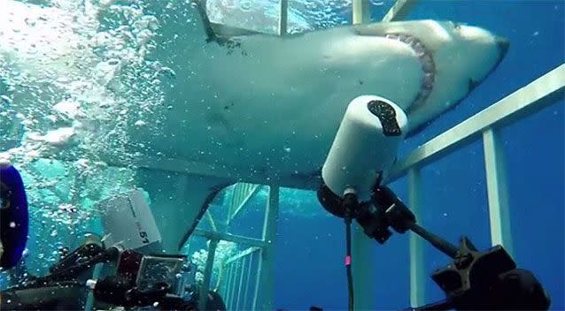 The shark eventually managed to find a way out of the cage. Image: YouTube