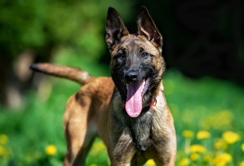 The dog involved in the incident was a Belgian Malinois puppy (stock image) (Getty Images/iStockphoto)