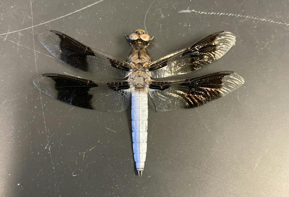 Black bands on dragonflies heat up their bodies. Research shows some dragonflies have evolved smaller black bands as the climate warms. Michael P. Moore