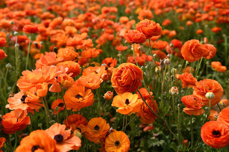 花毛茛（Photo by PATRICK T. FALLON/AFP, Image Source : Getty Editorial）