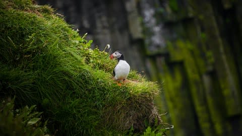 Seabirds are many on these windswept isles - Credit: ISTOCK