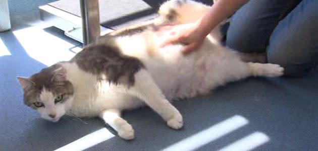 Fat cat Toby has tipped the scales at 15kg, shocking staff at a Geelong animal shelter. Photo: 7News