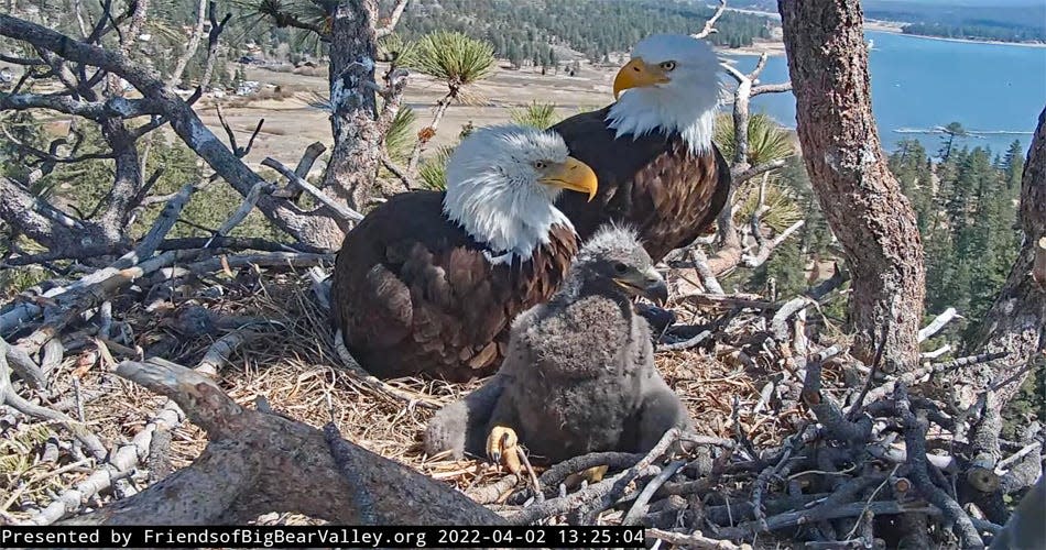 An April 2022 photo shows bald eagle couple Jackie and Shadow, and their eaglet Spirit, in the family’s nest in Big Bear.