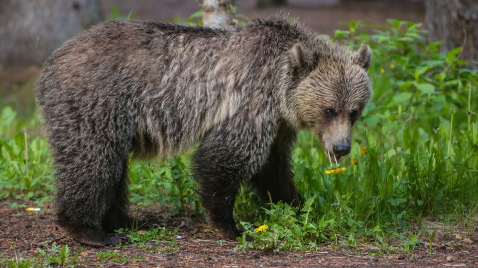 An adult grizzly walks through a campground and picnic area in Lake Louise, which is in Alberta, Canada. Make sure your food is never a temptation in bear country. - George Rose/Getty Images
