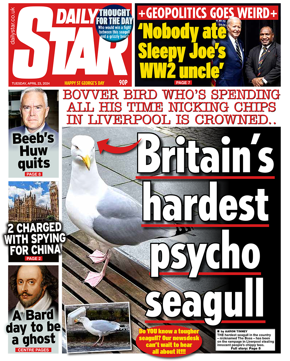 The headline in the Star reads: "Britain's hardest psycho seagull".