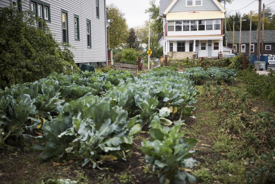 A vegetable garden planted by the Walnut Way Conservation Corp. in Milwaukee.