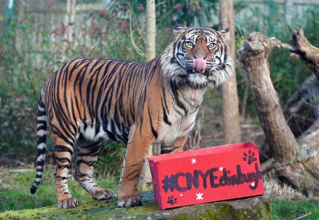 Sumatran Tigers at Edinburgh zoo