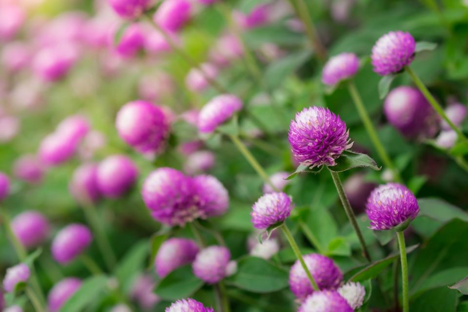 Globe Amaranth