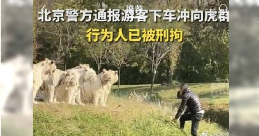 1名男子在野生動物園自駕遊覽區，突然跳車衝向白虎，十分危險。（圖／翻攝自微博）