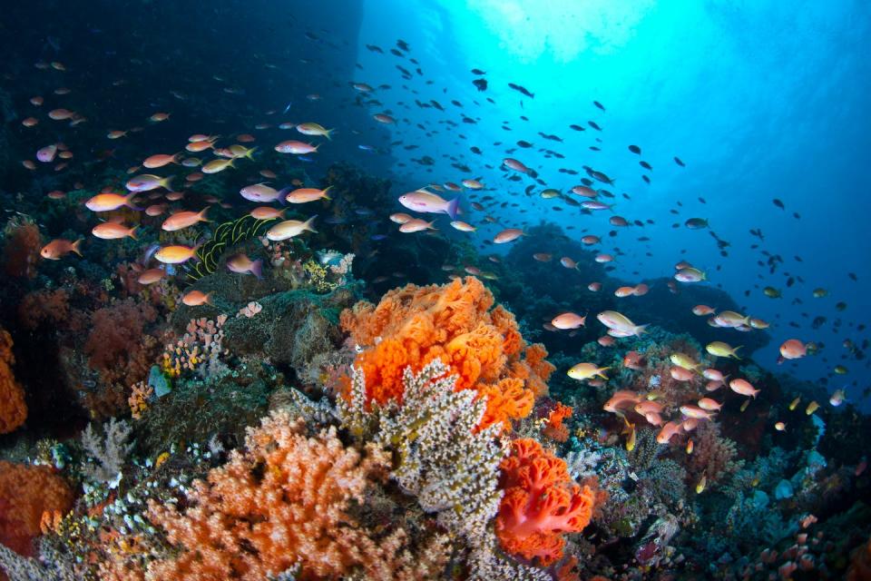 A school of fish surrounds a tropical coral reef.