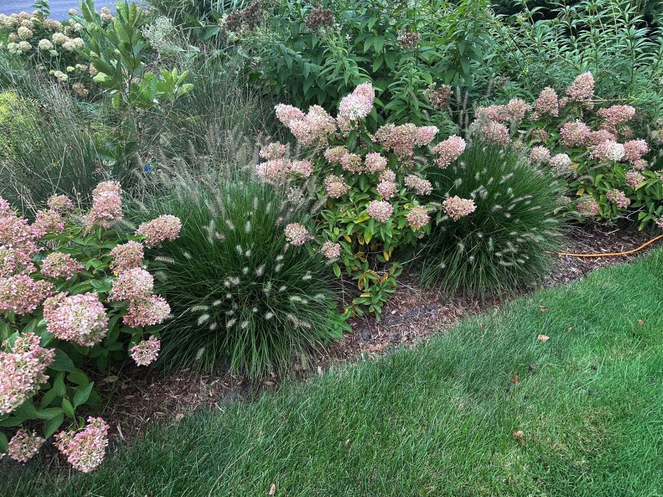 Hameln fountain grass grows between hydrangeas in a garden at the home of Patrick Smith in River Hills.