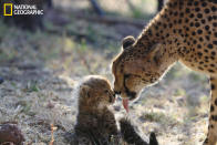 Mother cheetah cleaning her baby after a meal. (Photo and caption Courtesy Diana Lakeland/ National Geographic Your Shot) <br> <br> <a href="http://ngm.nationalgeographic.com/your-shot/weekly-wrapper" rel="nofollow noopener" target="_blank" data-ylk="slk:Click here;elm:context_link;itc:0;sec:content-canvas" class="link ">Click here</a> for more photos from National Geographic Your Shot.