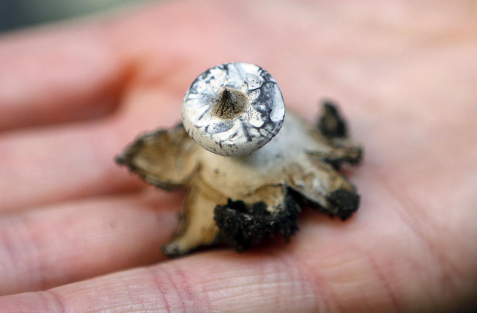 Scientist Ester Gaya holds the earth star fungus at Kew Gardens' fungarium in London, Tuesday, Sept. 11, 2018. Kew's first ever State of the World's Fungi report, is the first of its kind outlining the global state of fungi, reveals how important fungi are to all life on Earth. From those that cause havoc, to those that can heal and provide security to communities across the world, it presents the major issues affecting their diversity and abundance. (AP Photo/Frank Augstein)