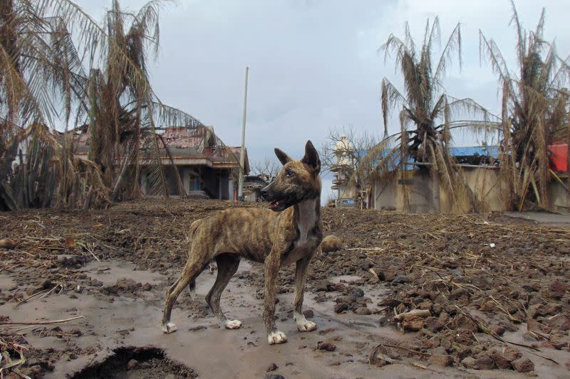 A dog stands at an area affected by the eruption of Mount Ruang volcano, in Laingpatehi village