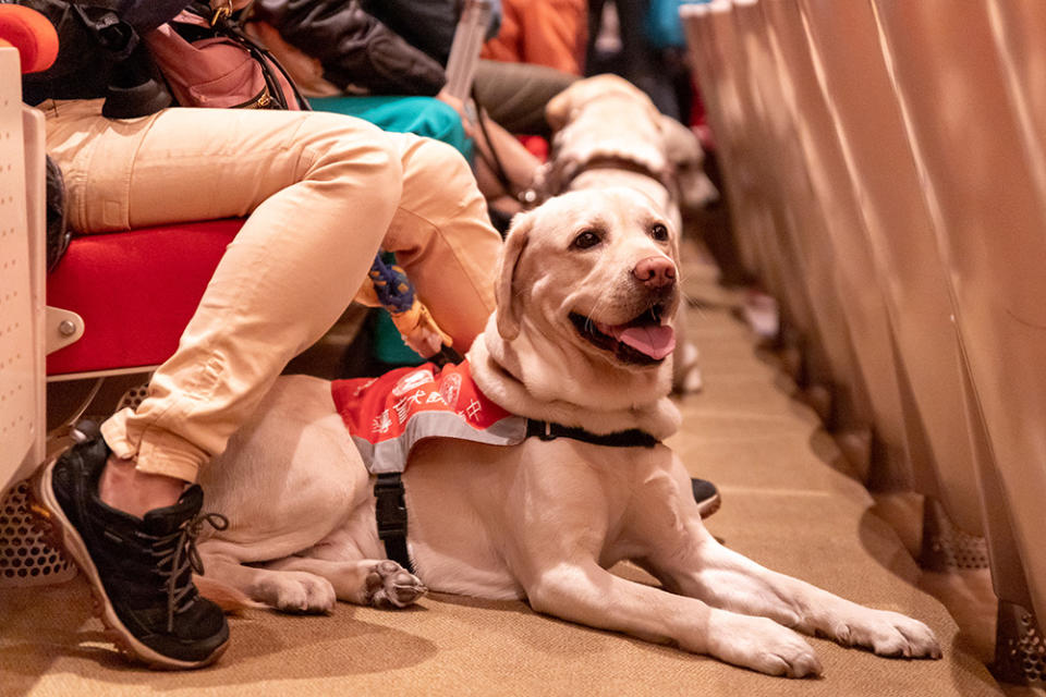 兩廳院的共融服務之一：讓導盲犬可進入劇場。