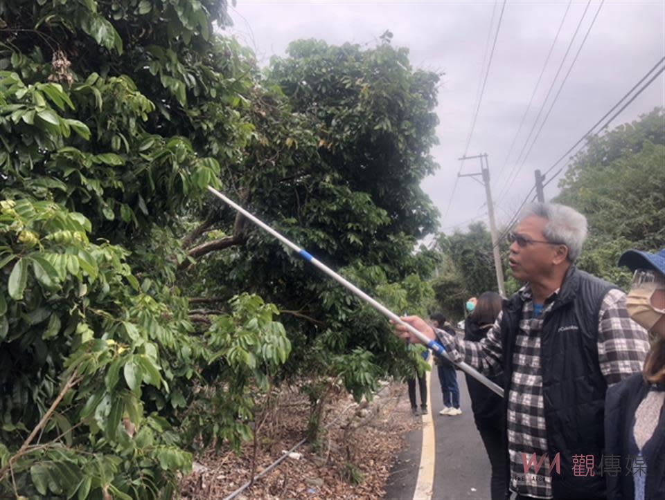 ▲正值荔枝椿象越冬成蟲甦醒時間，為有效防治、控管荔枝椿象族群，彰化縣政府建議農友配合於共同防治時期進行區域整合防治。（記者陳雅芳攝）