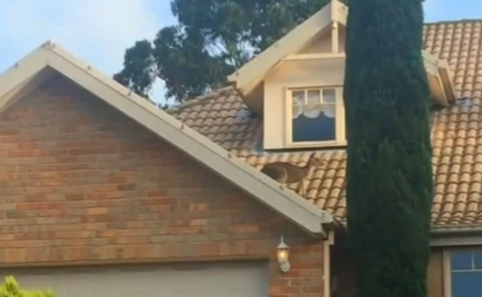 Kangaroo jumps sky high. Photo: Seven News