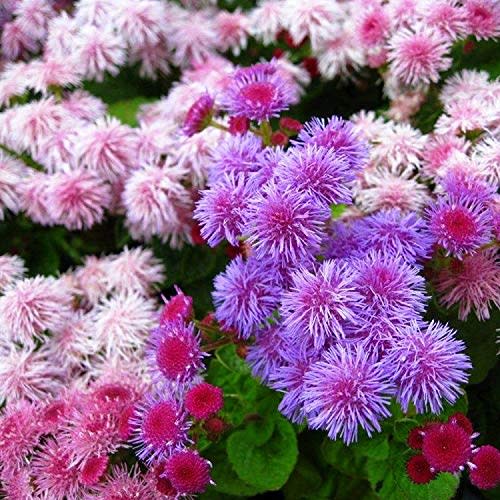Ageratum Seeds Mix Flossflower Bluemink Blueweed Mexican Paintbrush Seeds for Planting About 500 Seeds