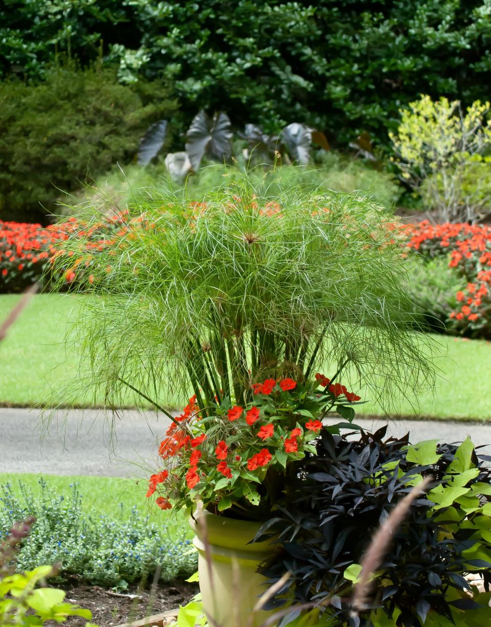 Graceful Grasses Prince Tut can reach 4 to 6 feet tall creating an elegant look to containers, landscape beds or water features.