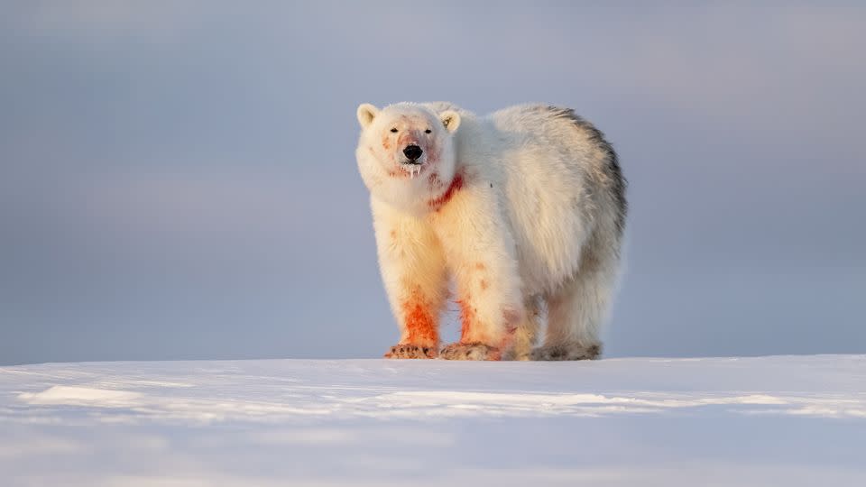 A polar bear is photographed after feeding in Svalbard. - Florian Ledoux