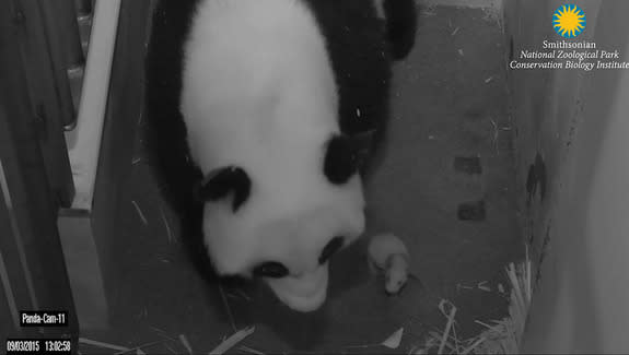 The panda cam shows Mei Xiang and her son, Bei Bei, side by side in the den at the National Zoo in Washington, D.C.
