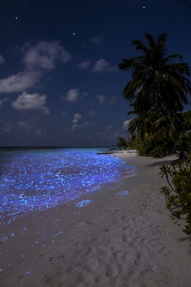 The Sea of Stars in the Maldives