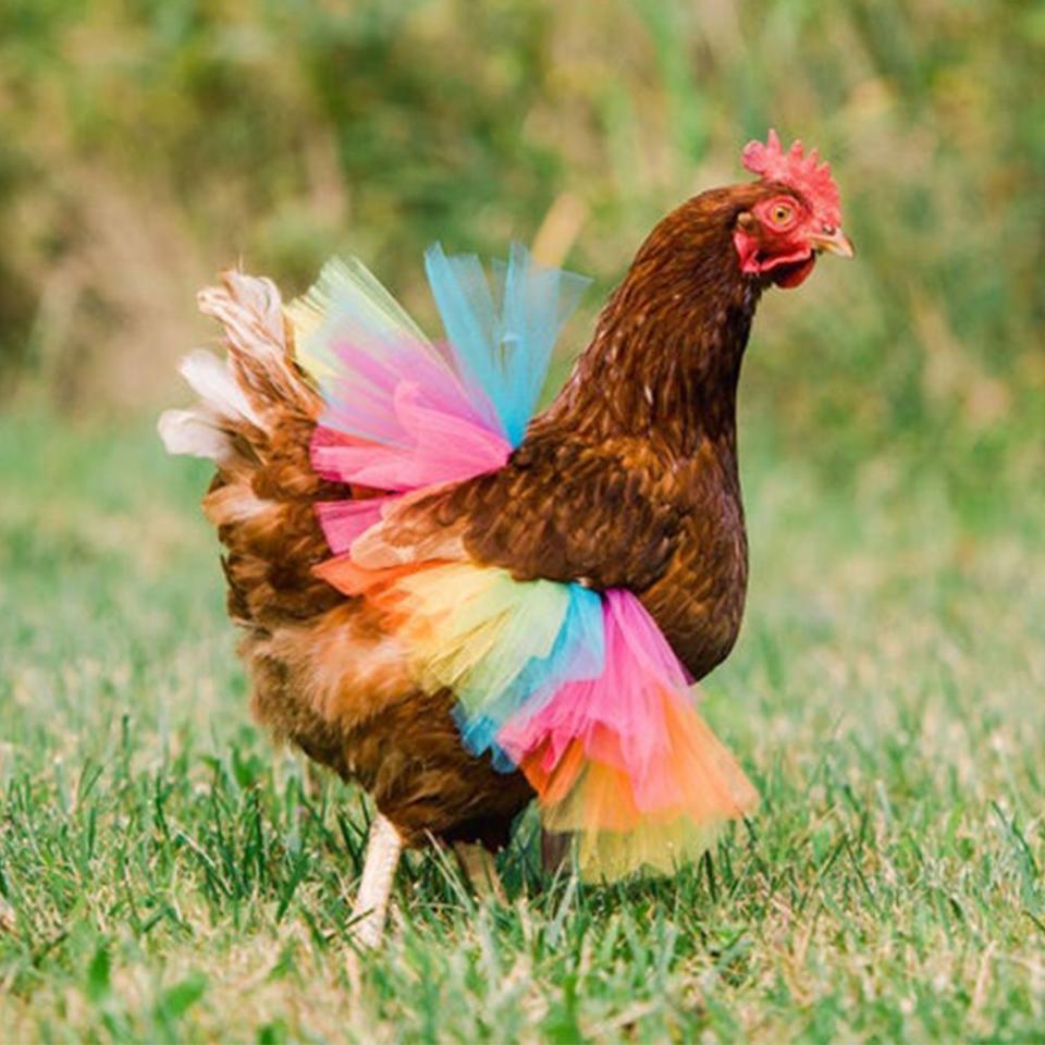 Rainbow Chicken Tutu