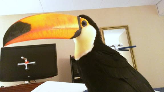 toucan3