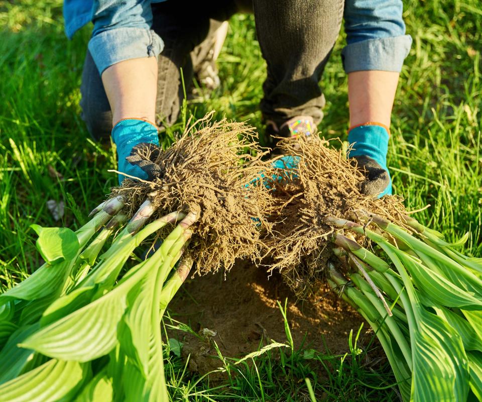 sections of hosta plant