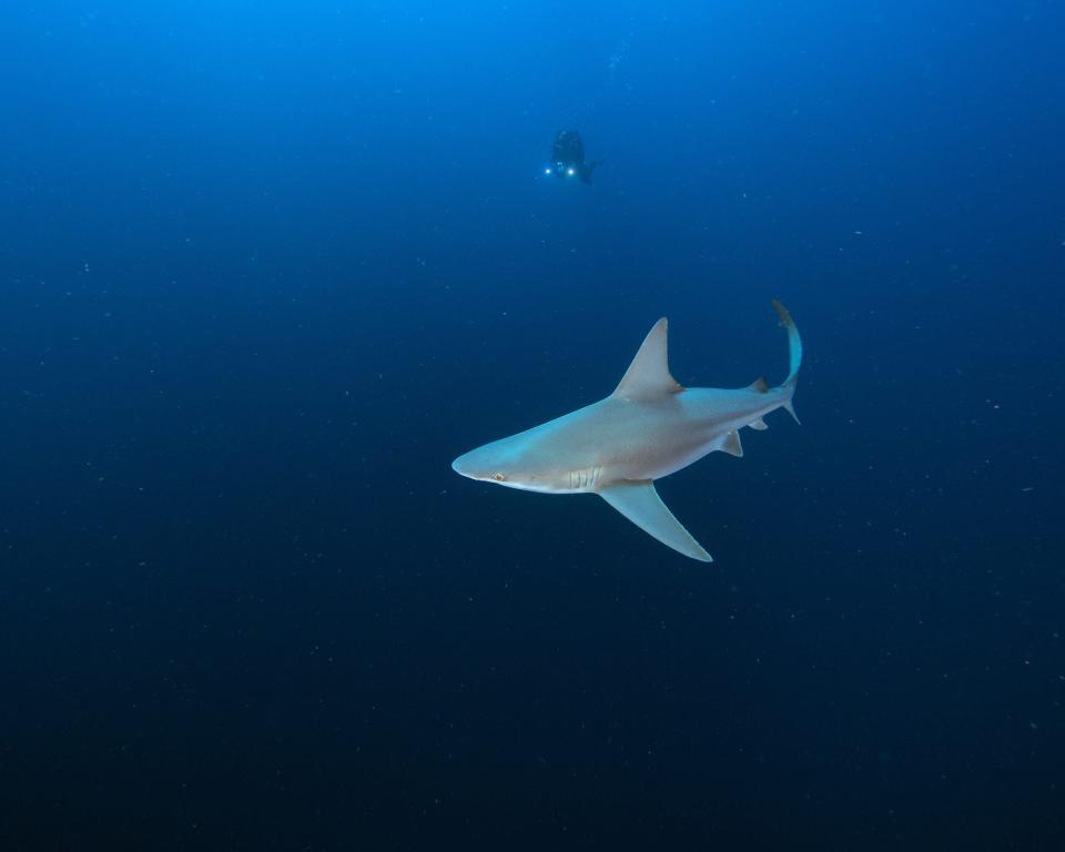 sandbar shark swimming in florida waters