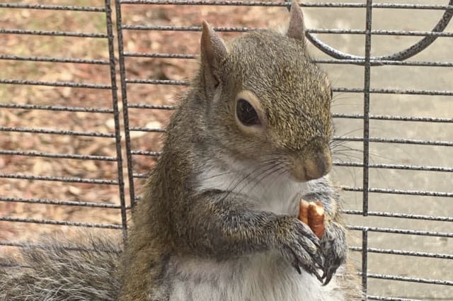 Alabama man fed meth to caged 'attack squirrel'