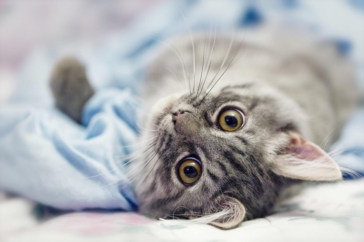 kitten laying on his back with a bloated belly