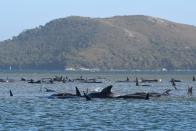 Hundreds of pilot whales are seen stranded on a sand bar on September 21, 2020 in Strahan, Australia. (Photo by The Advocate - Pool/Getty Images)