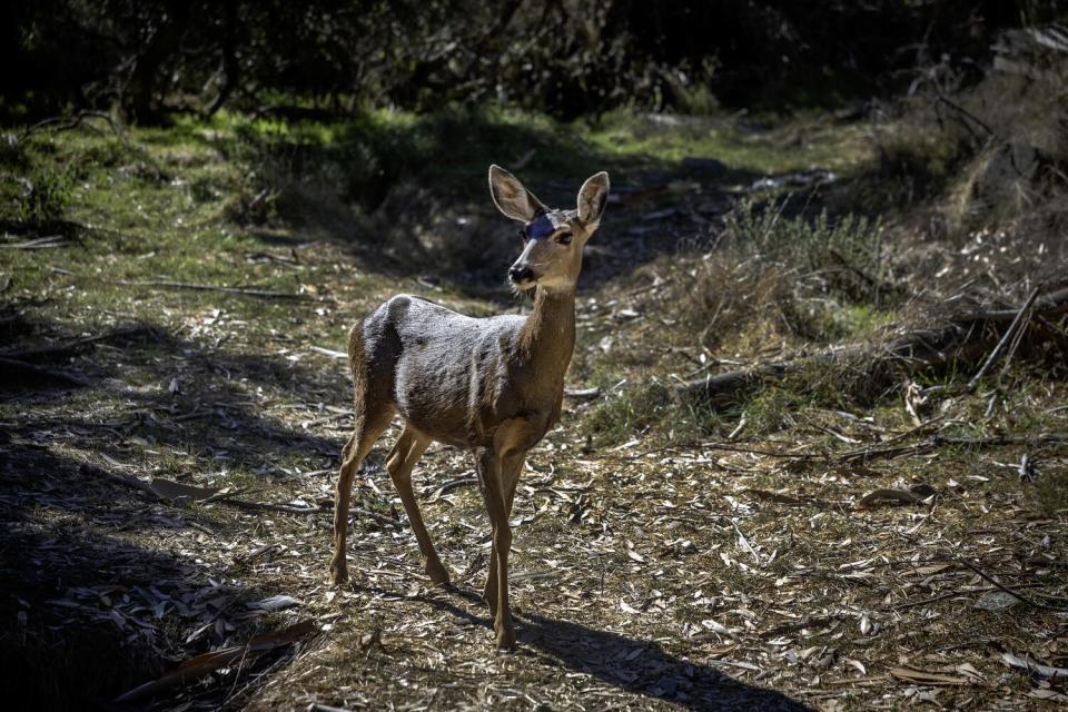 A mule deer stands in a clearing in a forest.